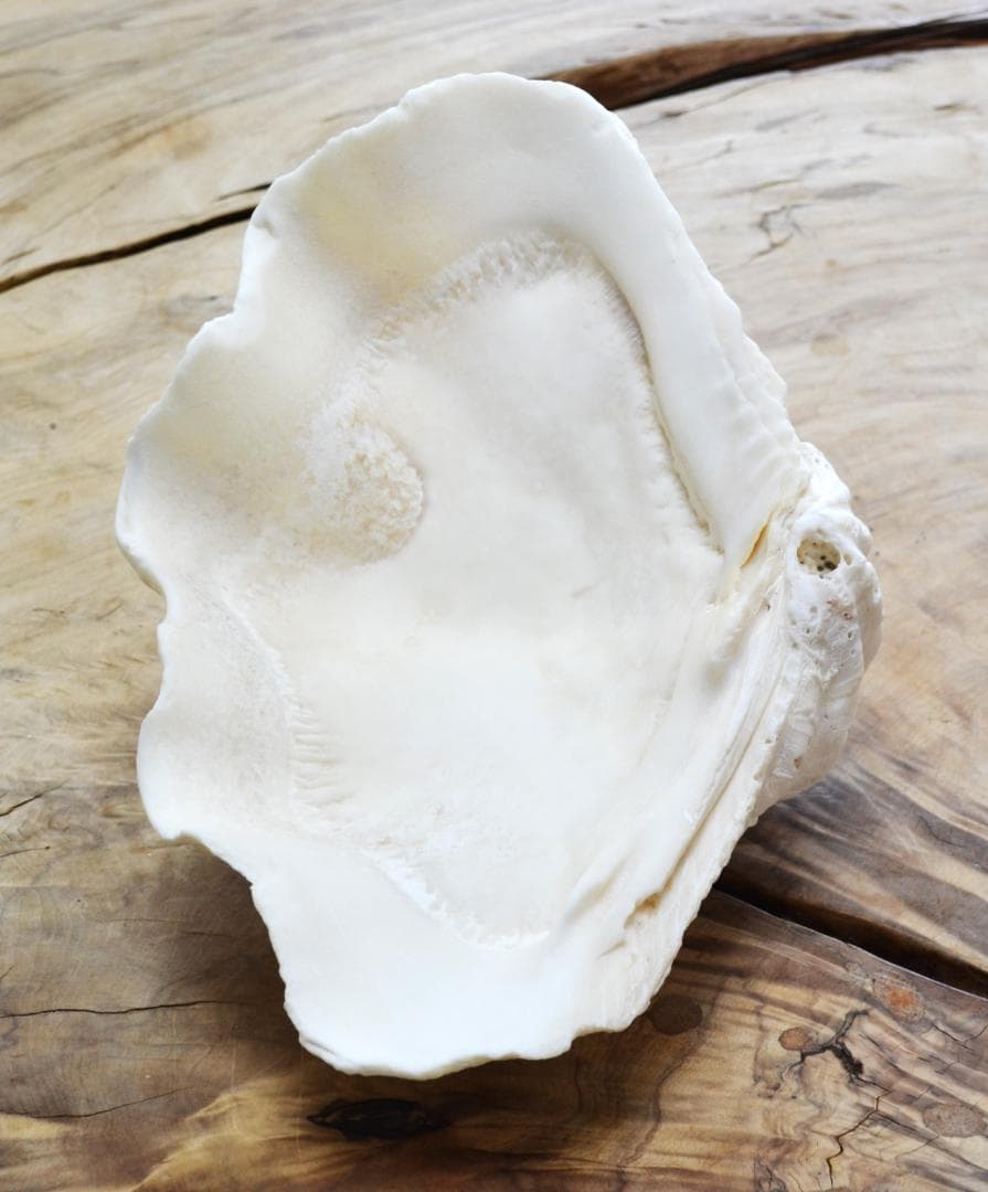 大きめのシャコ貝　シャコガイ　30×21×14cm 3.6kg 八重山