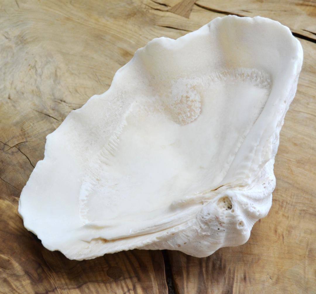 大きめのシャコ貝　シャコガイ　30×21×14cm 3.6kg 八重山