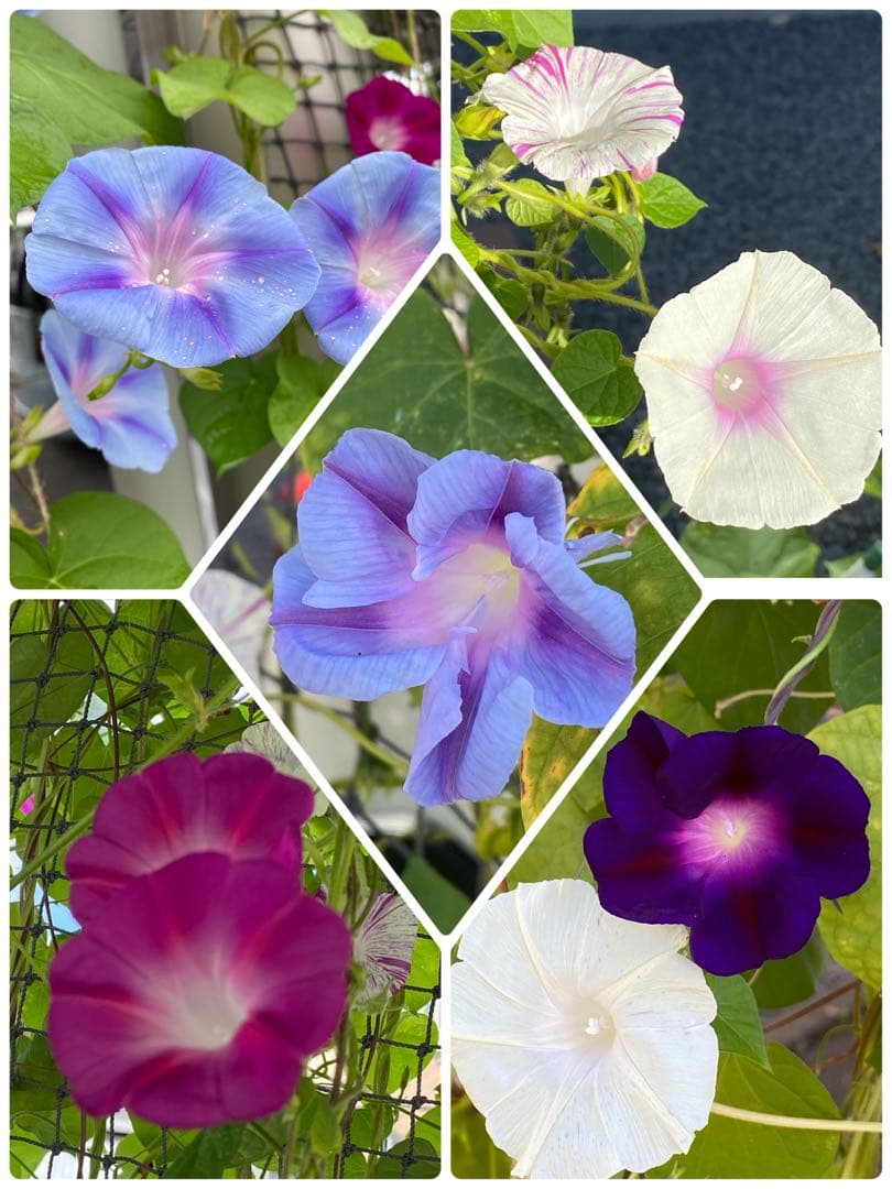 朝顔の種MIX100粒 - メルカリ