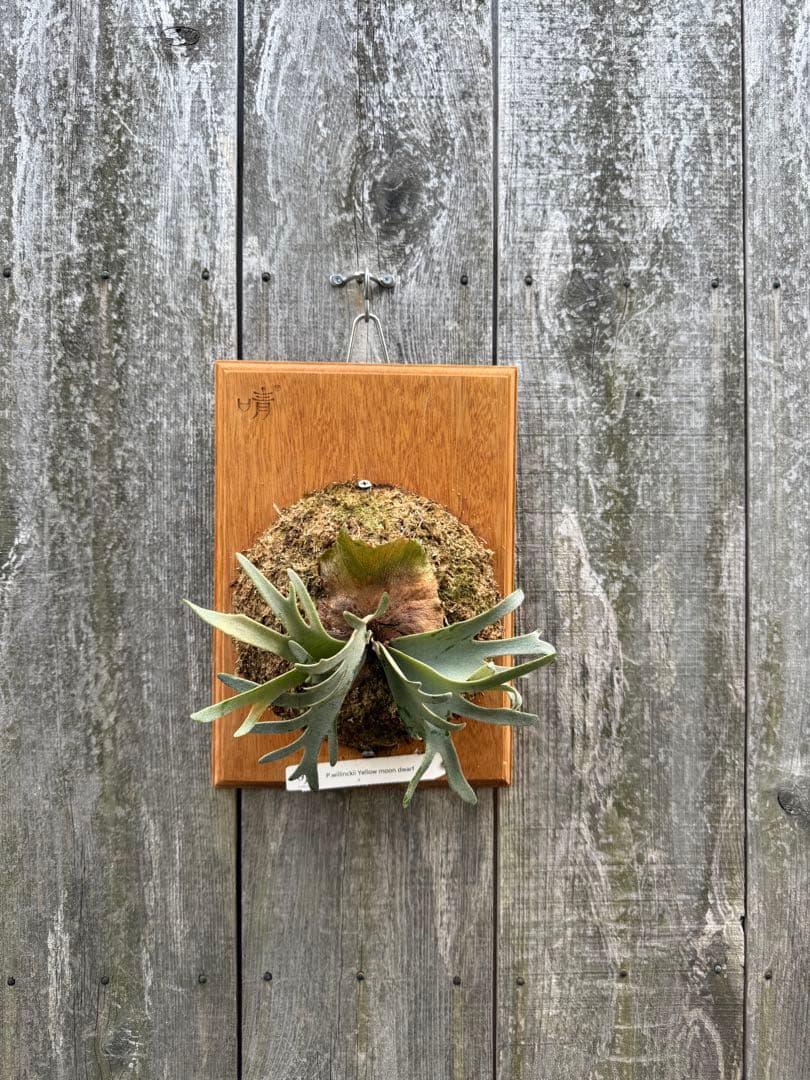 P.willinckii Yellow moon dwarf ビカクシダ