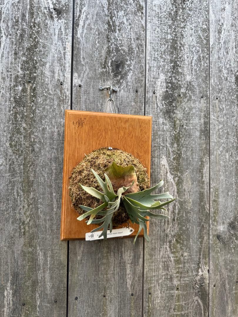 P.willinckii Yellow moon dwarf ビカクシダ