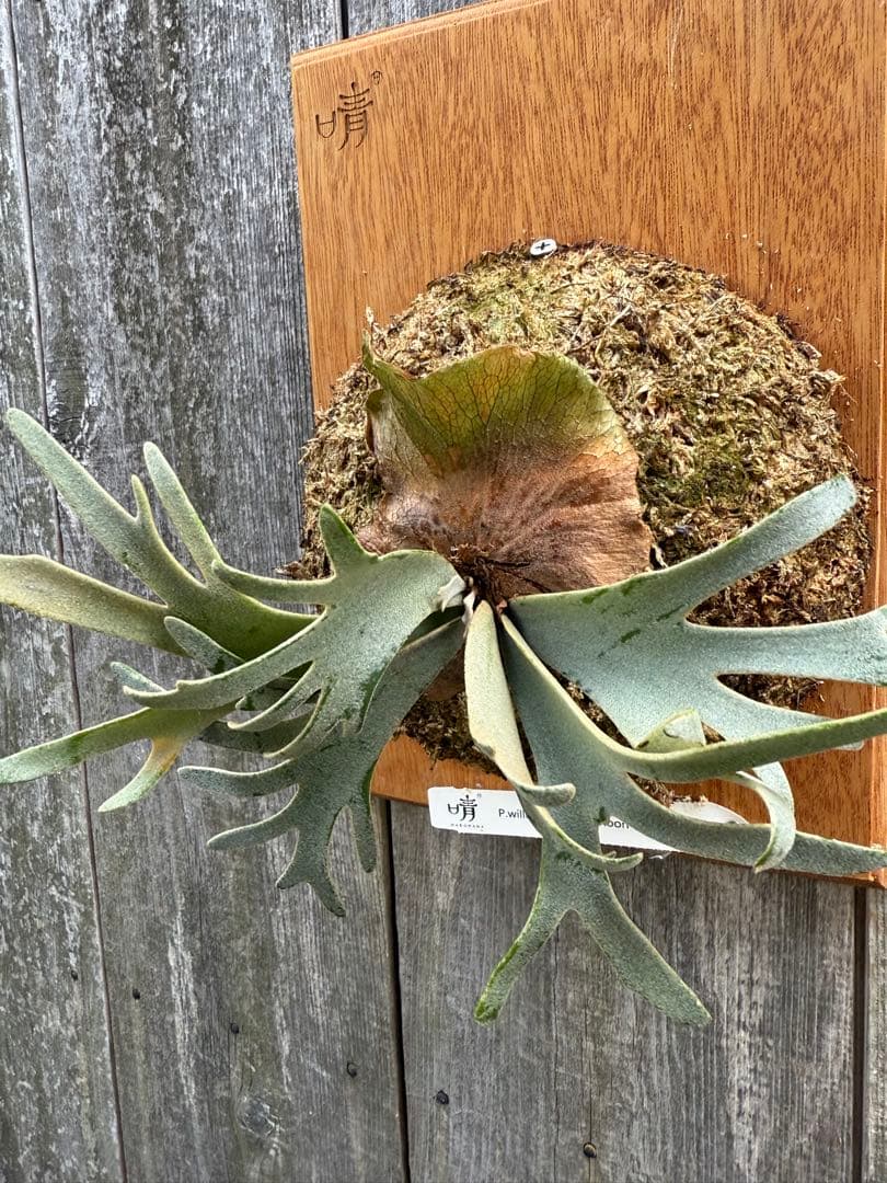 P.willinckii Yellow moon dwarf ビカクシダ