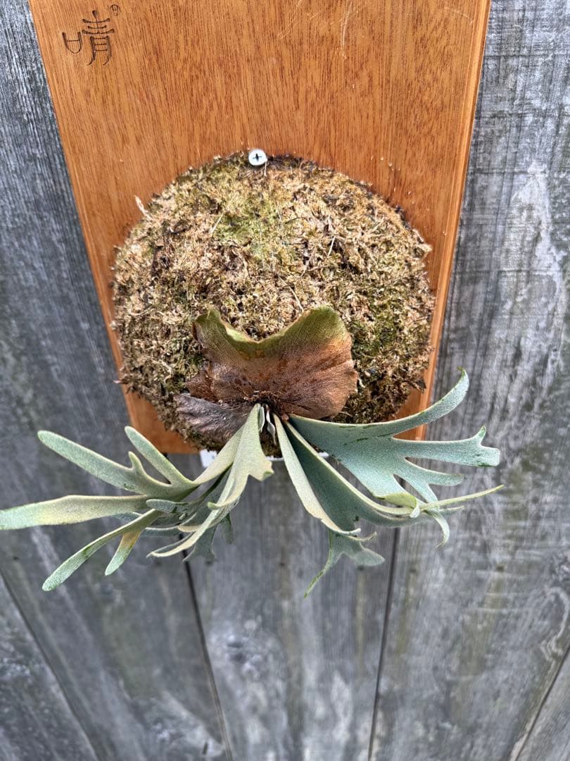 P.willinckii Yellow moon dwarf ビカクシダ