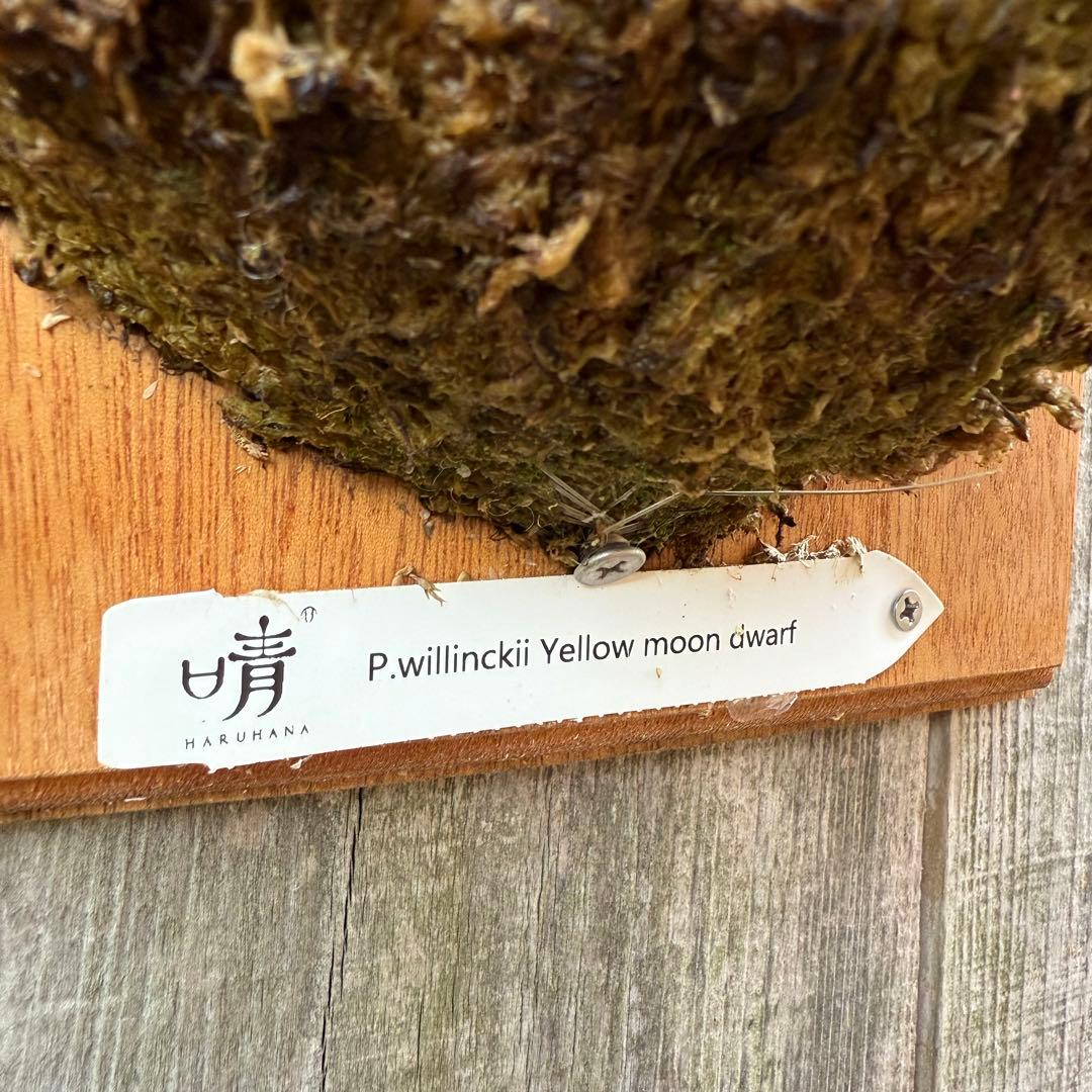 P.willinckii Yellow moon dwarf ビカクシダ