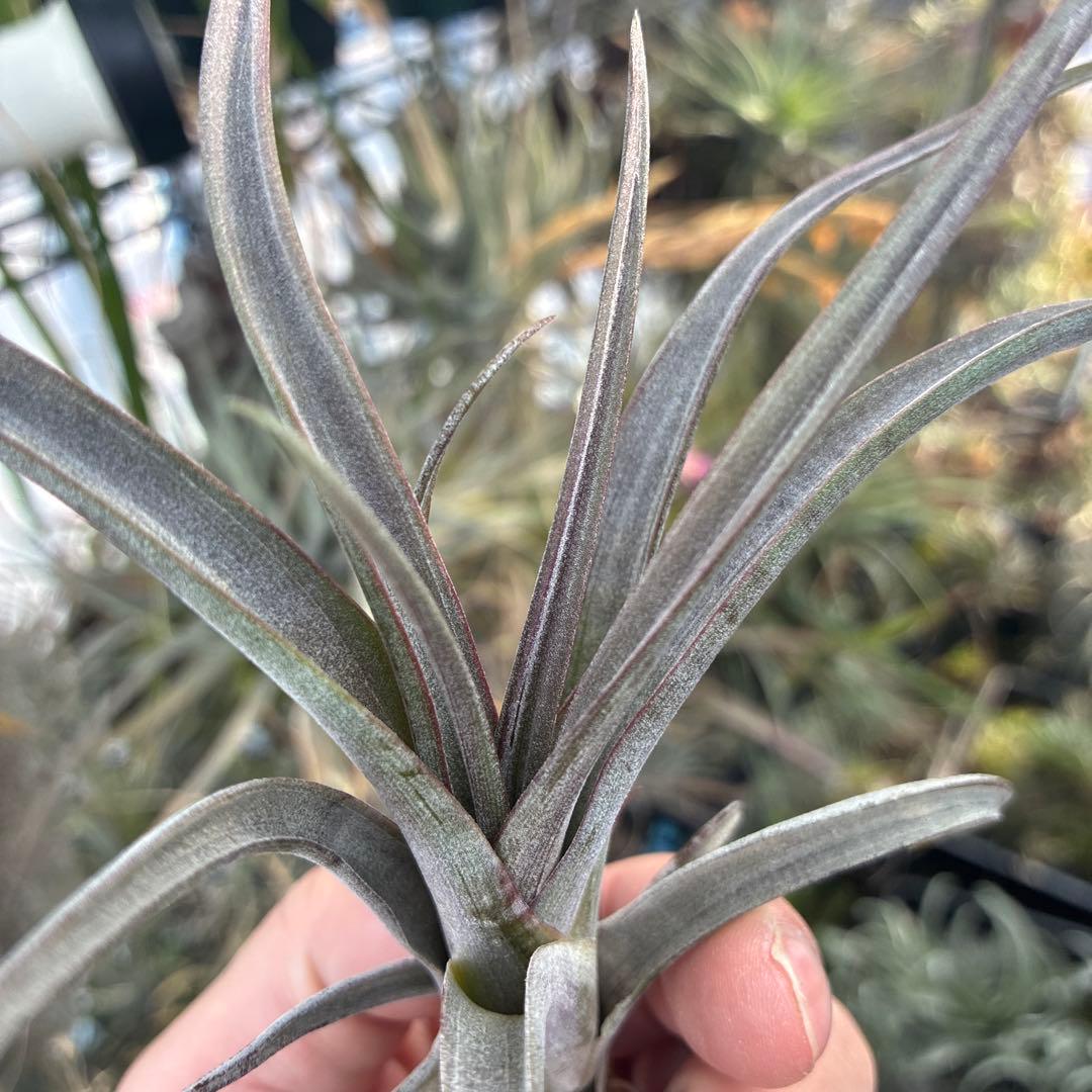 ブロメリア・エアープランツ Tillandsia durangensis 'Red form'