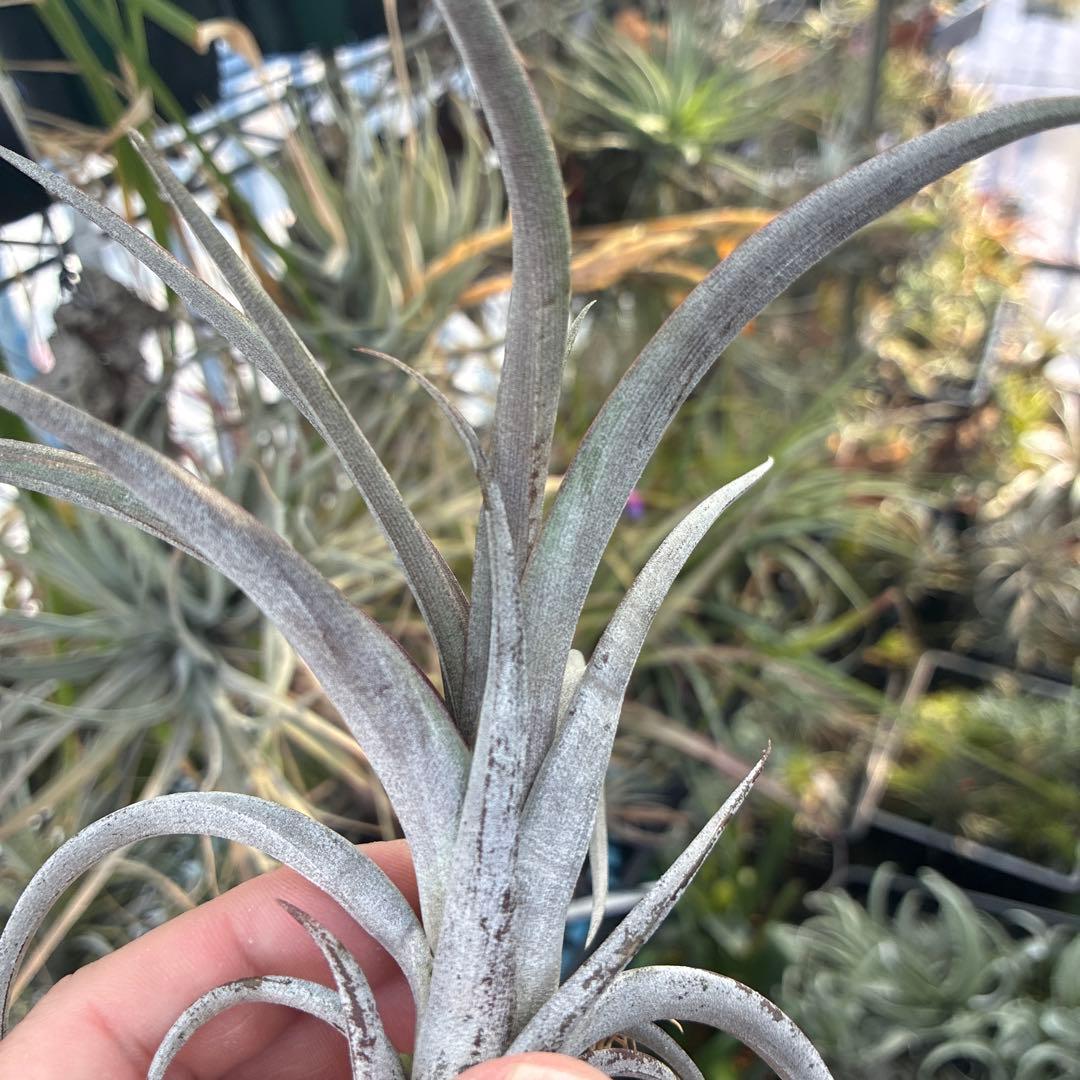 ブロメリア・エアープランツ Tillandsia durangensis 'Red form'