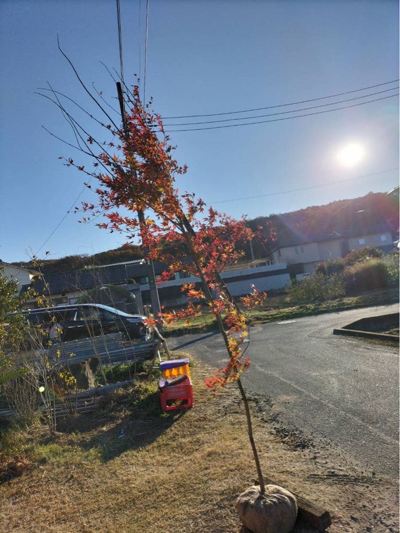 イロハモミジ 単木