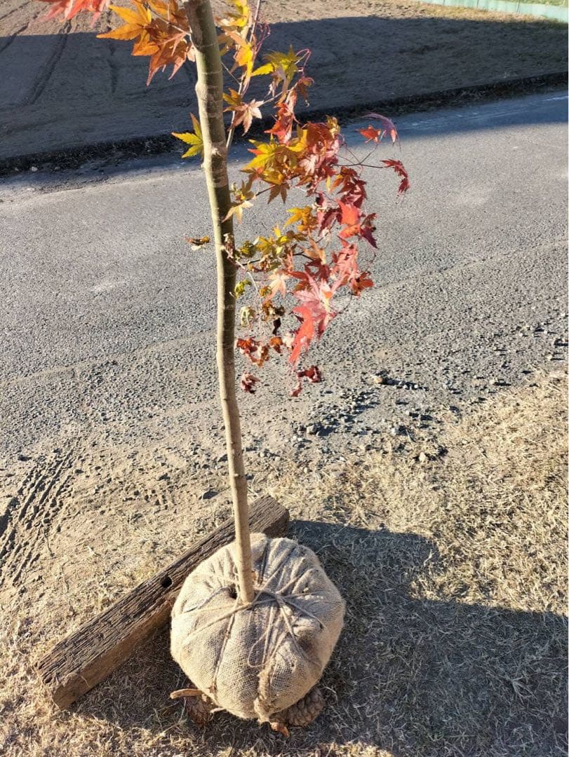 イロハモミジ 単木