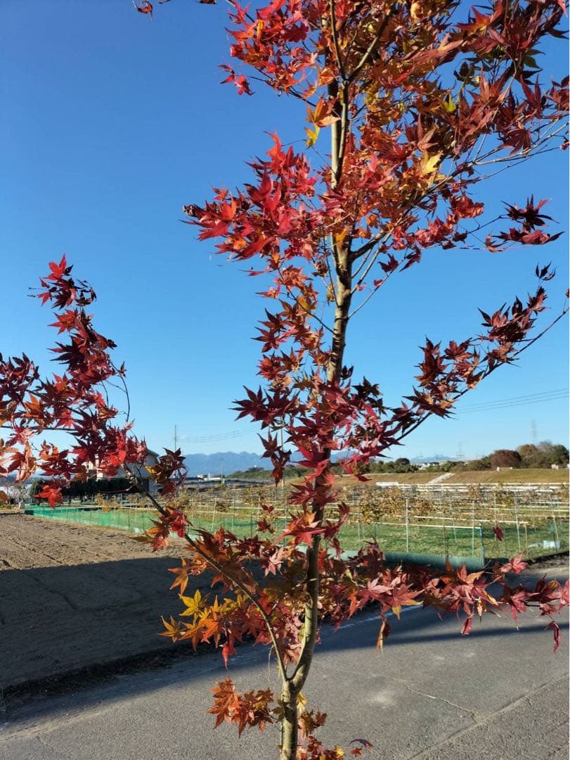 イロハモミジ 単木