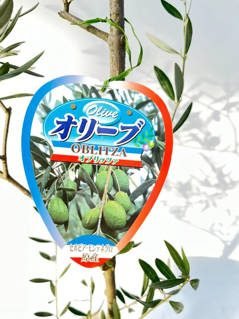 オリーブの木 オブリッツア 7号 約150cm K-297 希少品種 現品掲載
