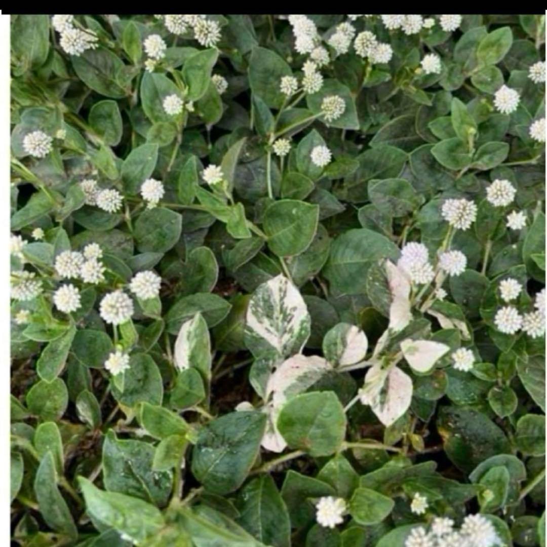 k⭐︎ポット発送⭐︎ポリゴナム 白花　ヒメツルソバ　寄せ植え　地植えどんどん増える