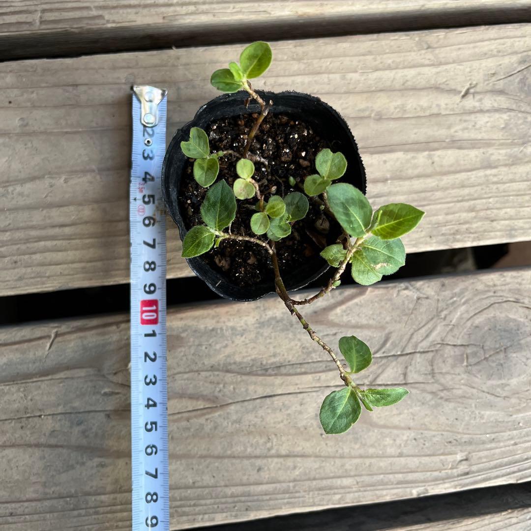 k⭐︎ポット発送⭐︎ポリゴナム 白花　ヒメツルソバ　寄せ植え　地植えどんどん増える