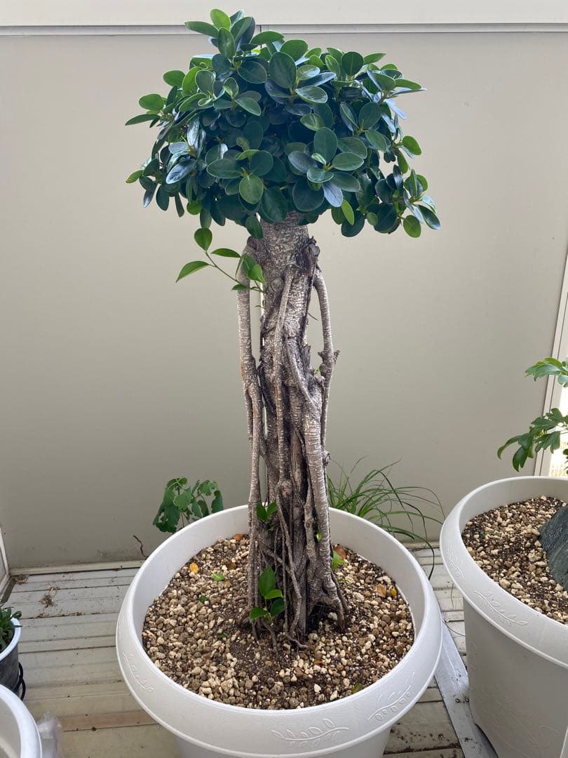 パンダガジュマル 古木 90cm