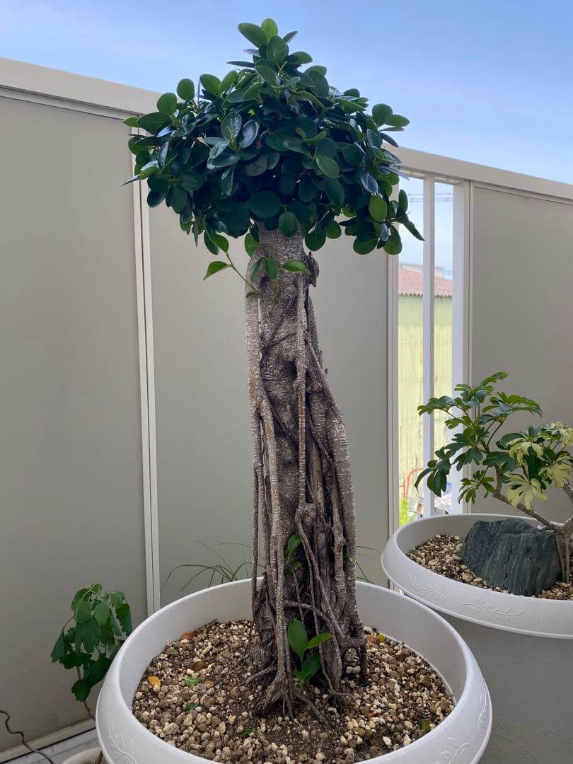 パンダガジュマル 古木 90cm