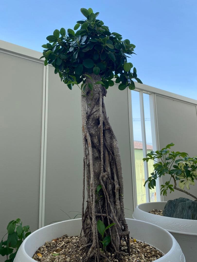 パンダガジュマル 古木 90cm