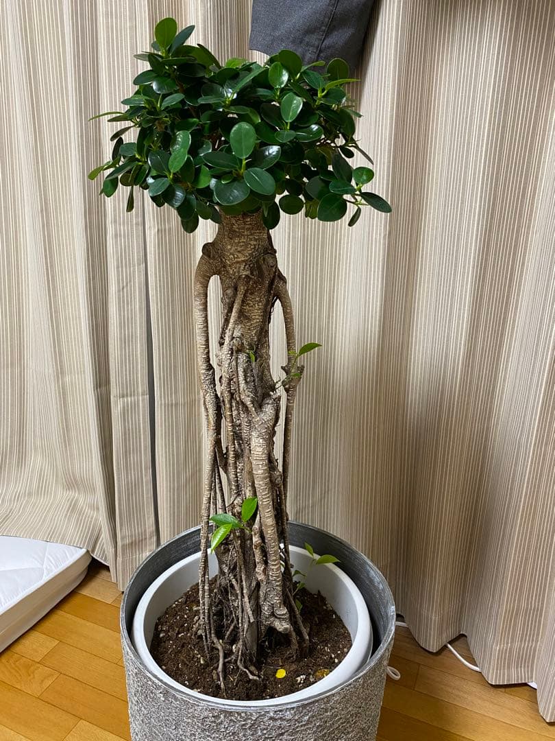 パンダガジュマル 古木 90cm