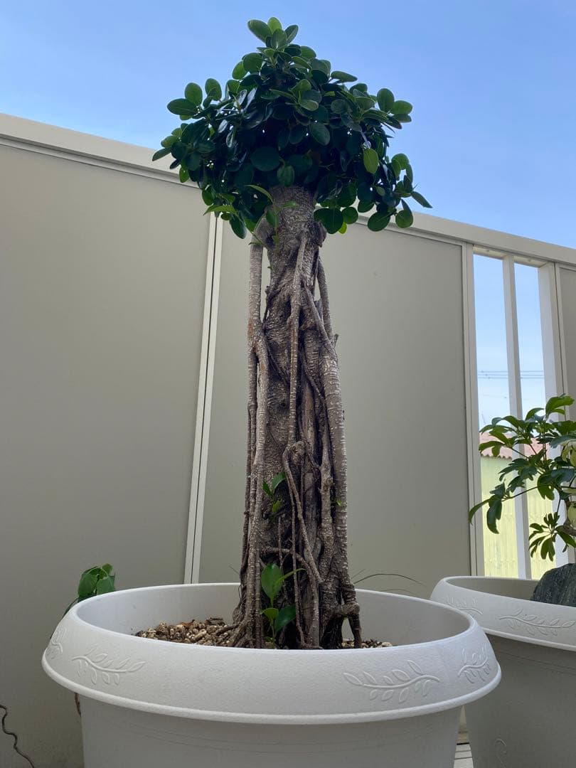 パンダガジュマル 古木 90cm