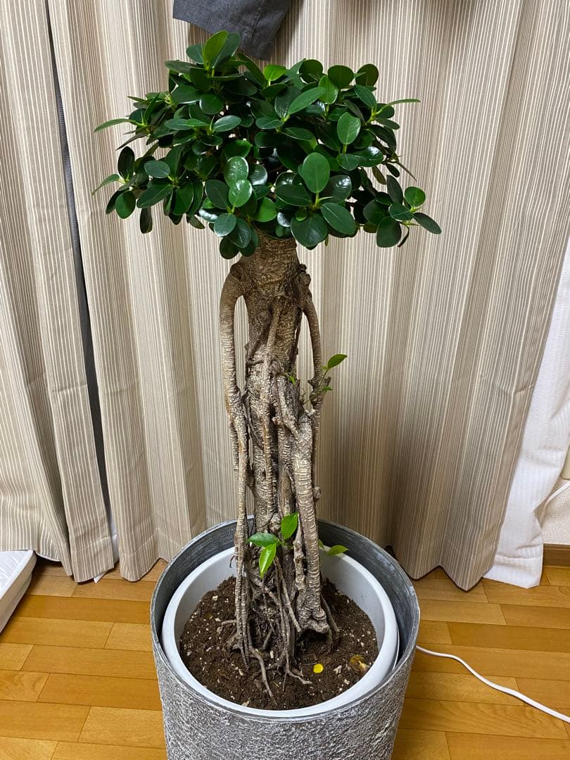 パンダガジュマル 古木 90cm