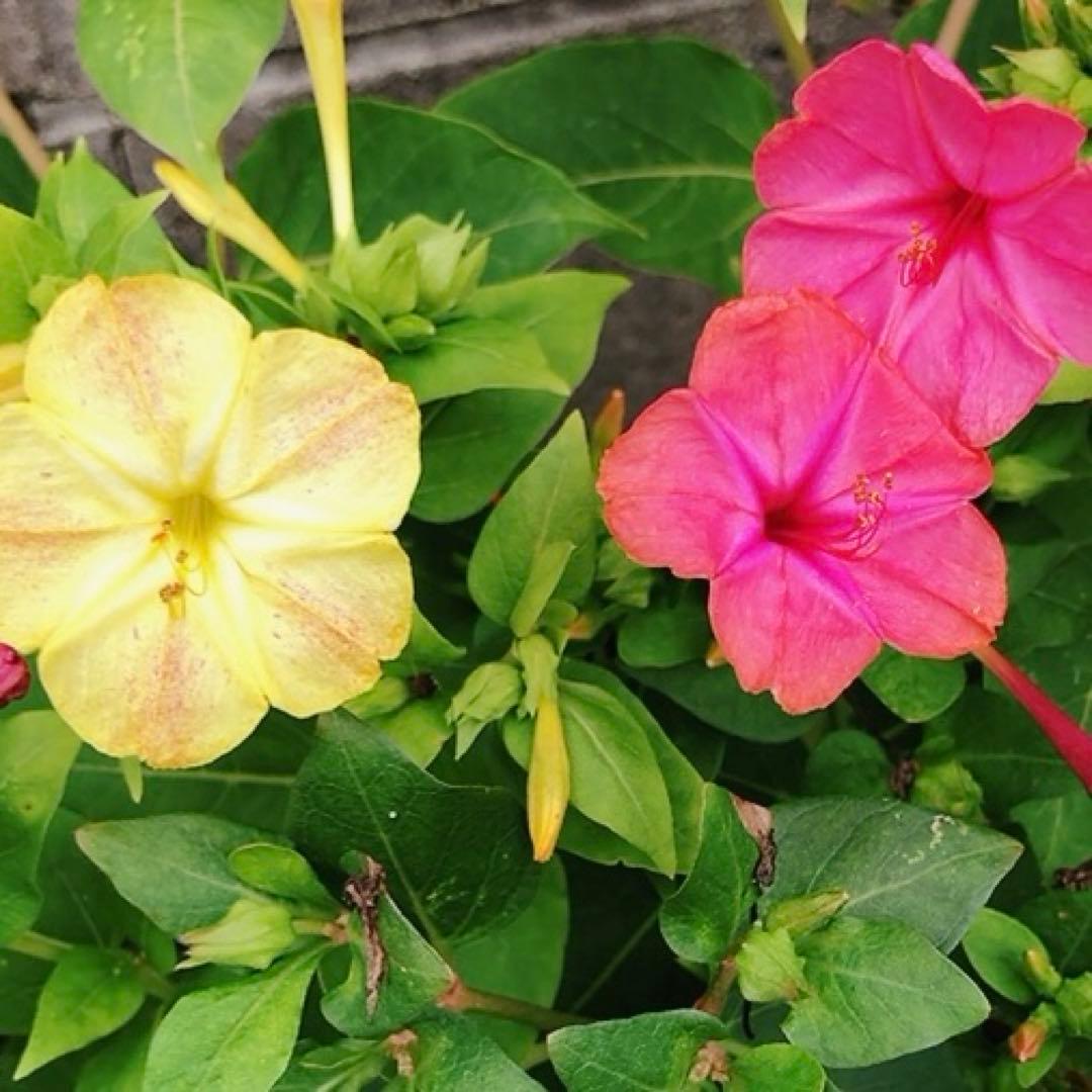 オシロイバナ　ミックス色　苗4株塊根　おしろい花　白粉花　夕化粧　白粉花　花の苗