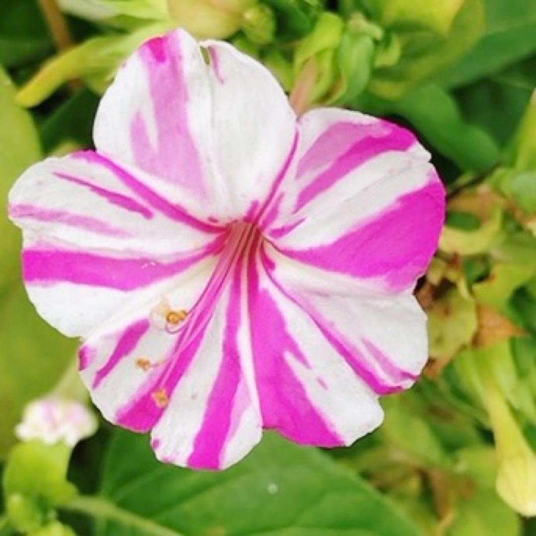 オシロイバナ　ミックス色　苗4株塊根　おしろい花　白粉花　夕化粧　白粉花　花の苗