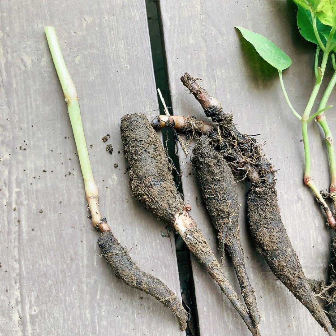 オシロイバナ　ミックス色　苗4株塊根　おしろい花　白粉花　夕化粧　白粉花　花の苗
