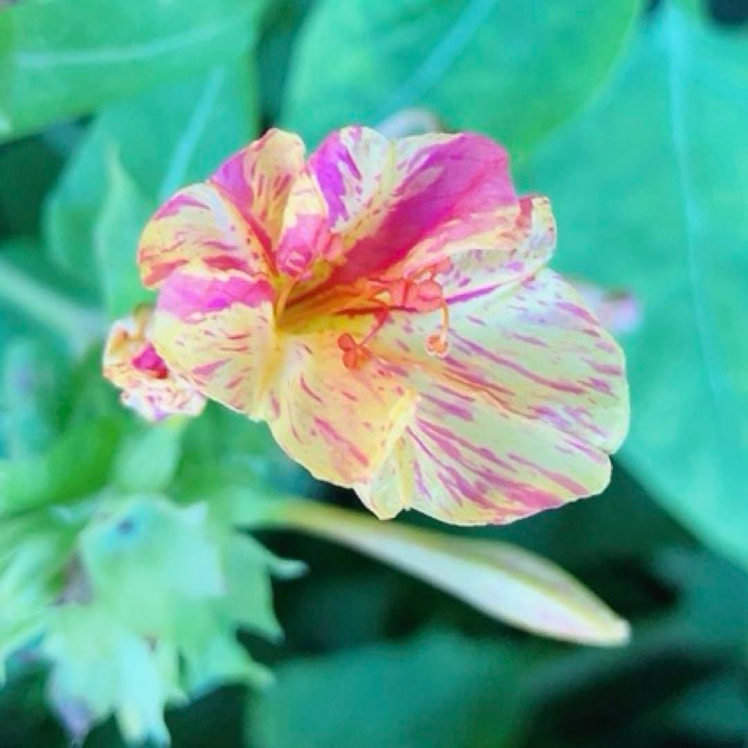 オシロイバナ　ミックス色　苗4株塊根　おしろい花　白粉花　夕化粧　白粉花　花の苗