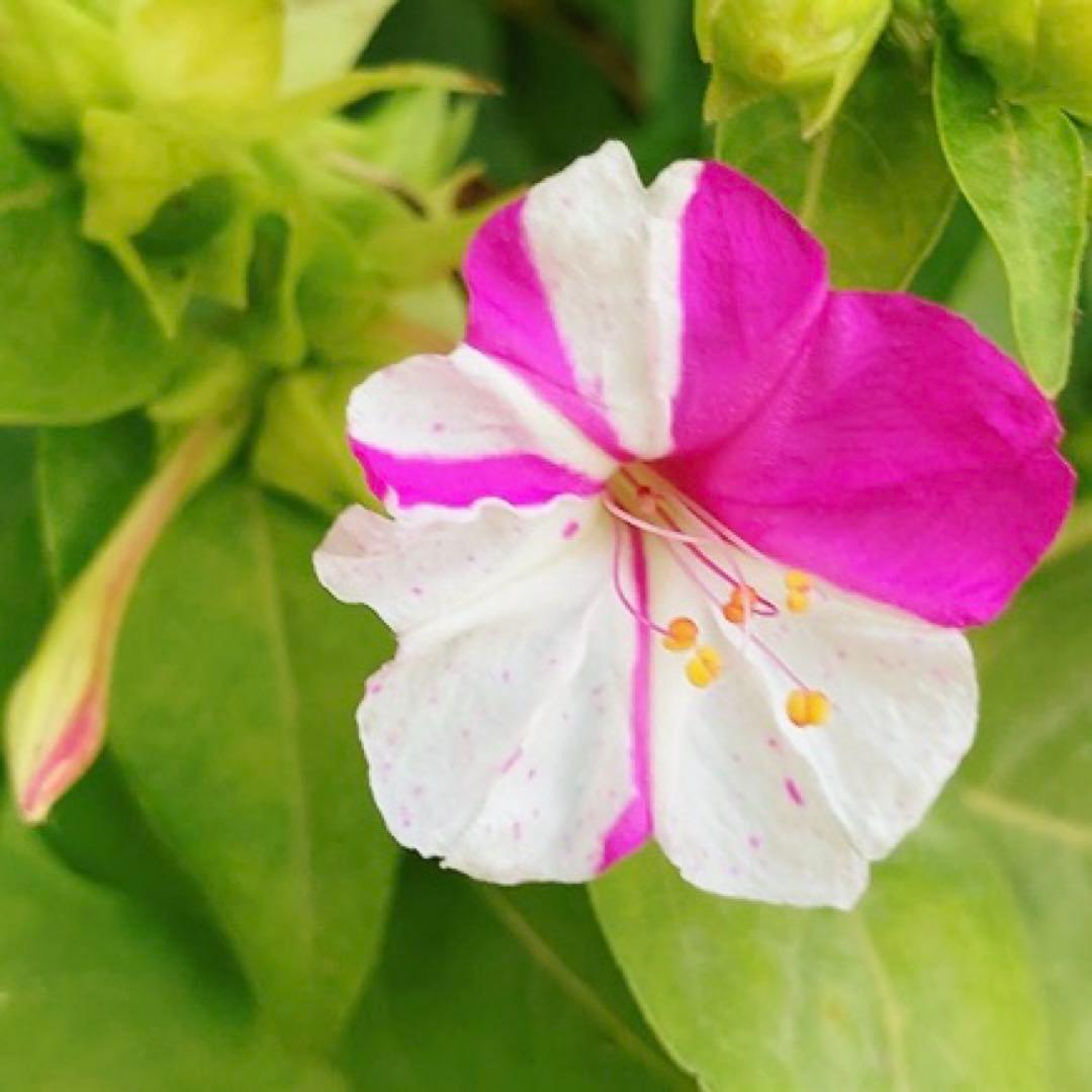 オシロイバナ　ミックス色　苗4株塊根　おしろい花　白粉花　夕化粧　白粉花　花の苗