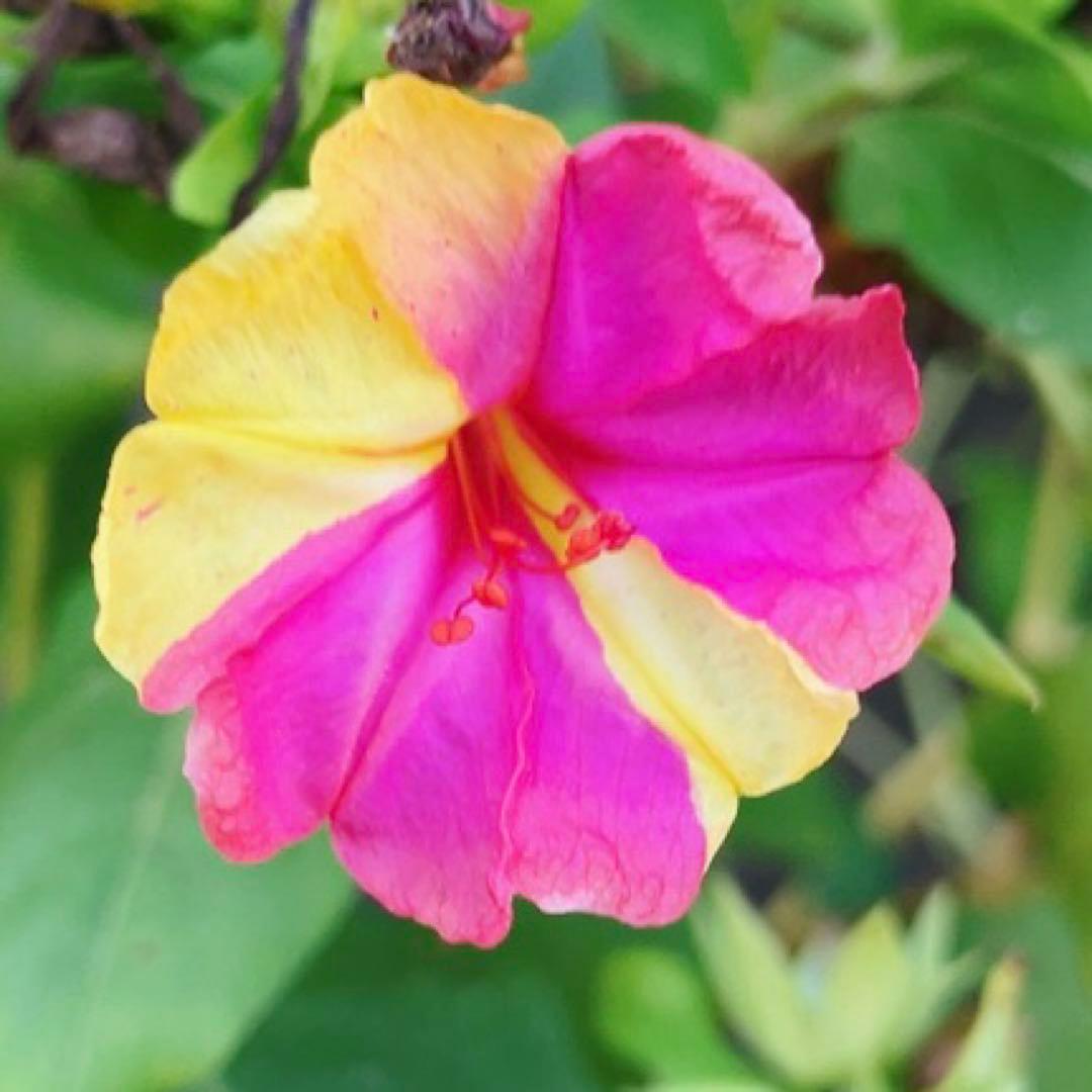 オシロイバナ　ミックス色　苗4株塊根　おしろい花　白粉花　夕化粧　白粉花　花の苗