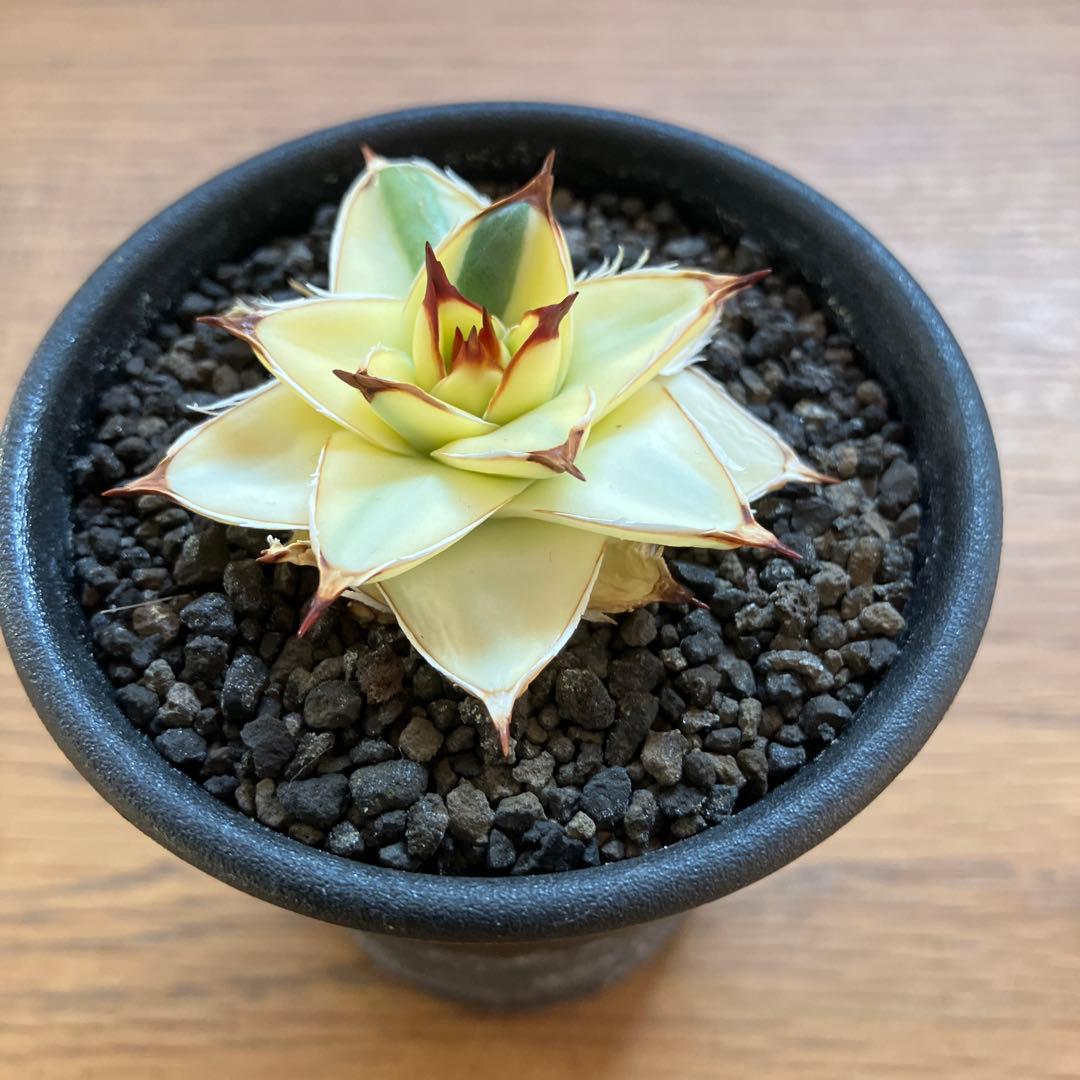 タ*ー様 超選抜【選抜オークション】④特大　アガべ　王妃笹の雪A型　ピンキーTC