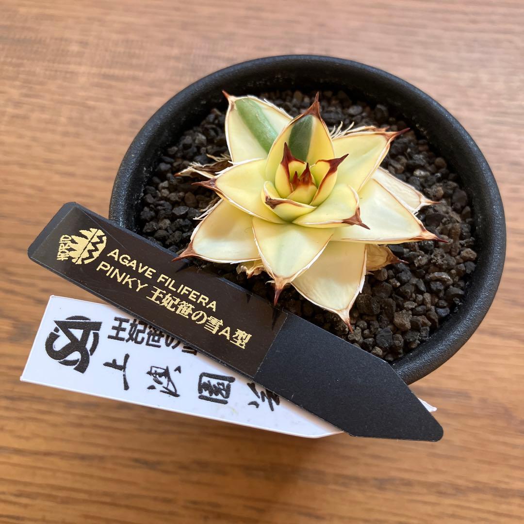 タ*ー様 超選抜【選抜オークション】④特大　アガべ　王妃笹の雪A型　ピンキーTC