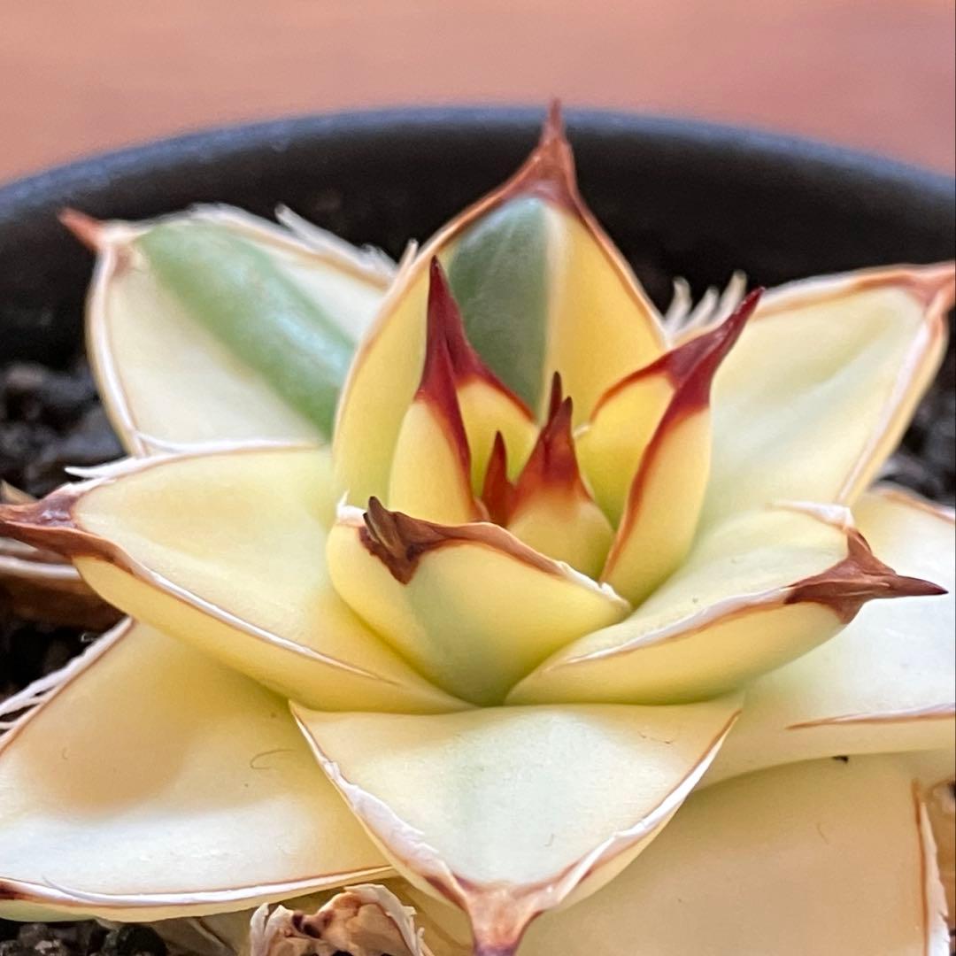 タ*ー様 超選抜【選抜オークション】④特大　アガべ　王妃笹の雪A型　ピンキーTC