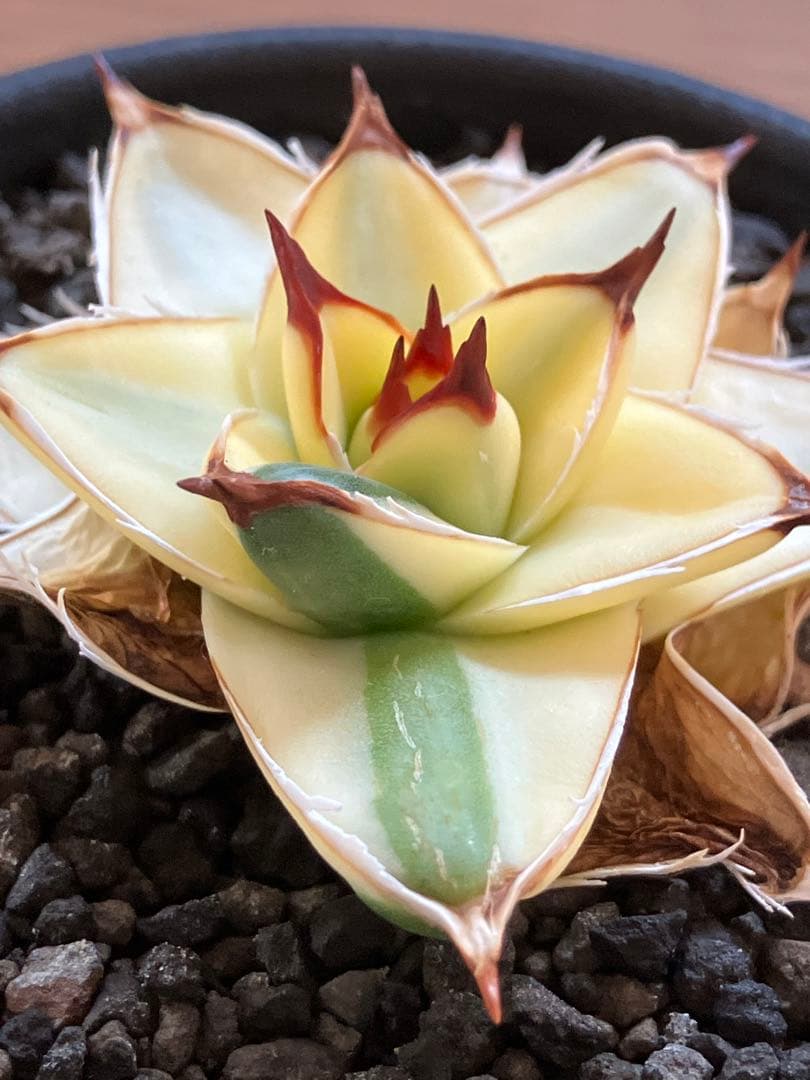 タ*ー様 超選抜【選抜オークション】④特大　アガべ　王妃笹の雪A型　ピンキーTC