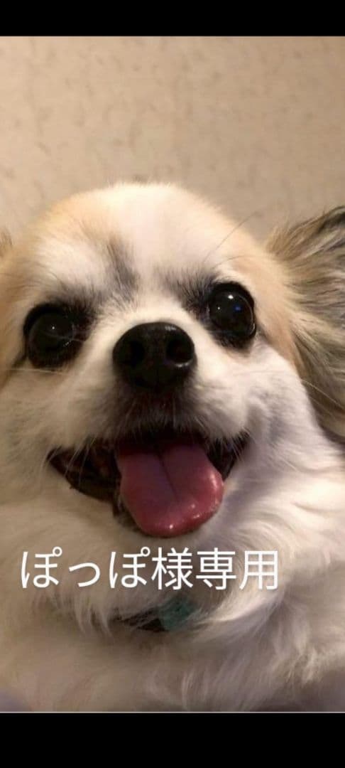 ぽっぽオーダー♡3ワンコちゃん♡