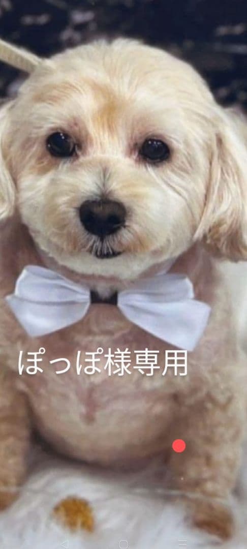 ぽっぽオーダー♡3ワンコちゃん♡