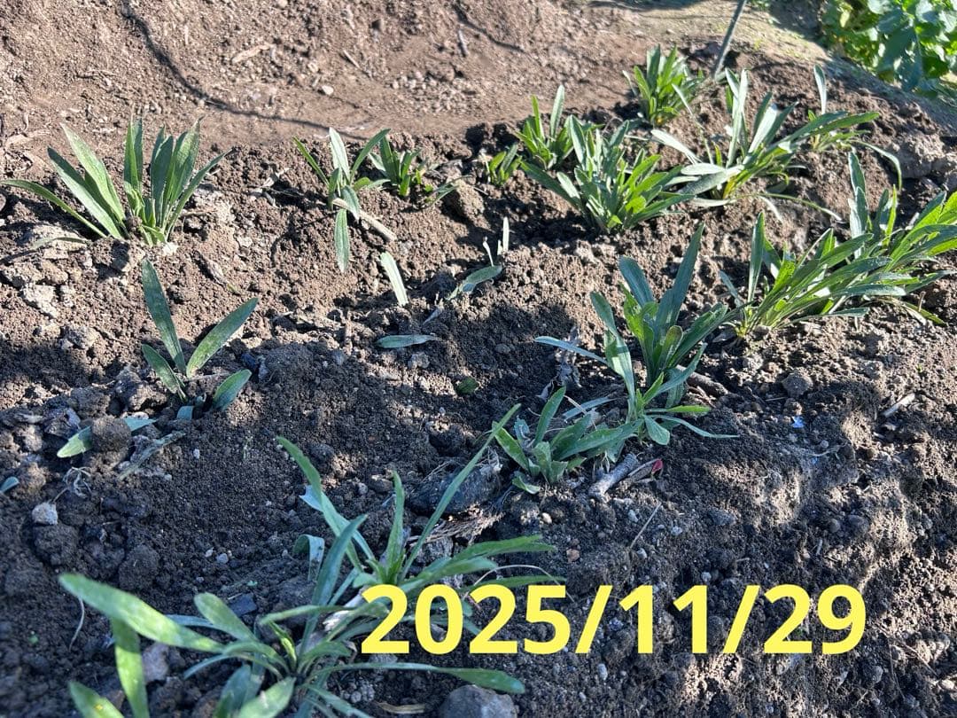 雪白柳葉友禅菊の苗