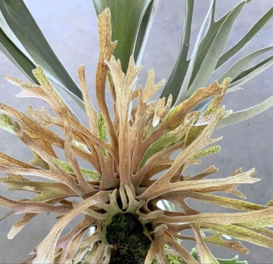 P.Veitchii Wild Australia Pup【クリスマス限定価格】