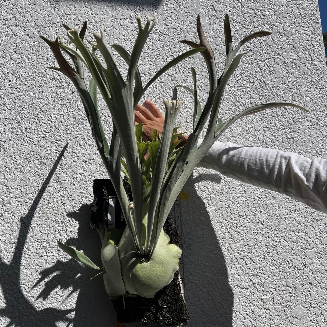 ビカクシダ ビーチーシルバー - メルカリ