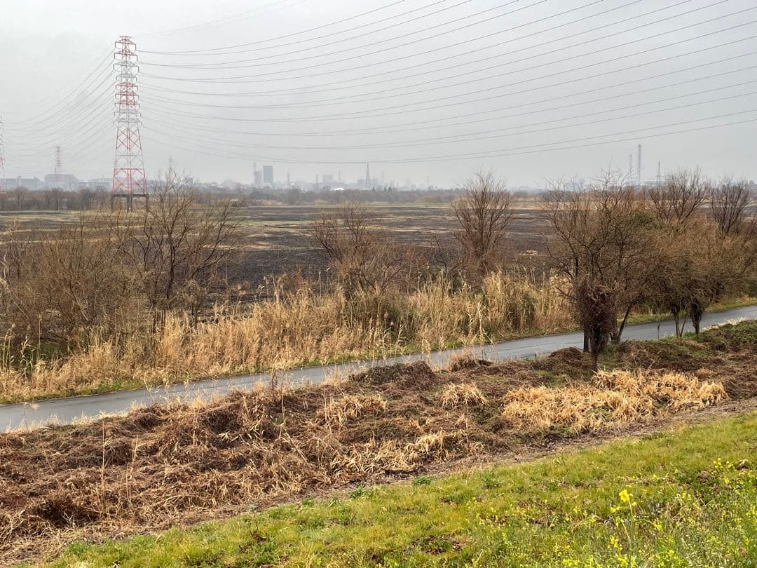 篳篥用蘆舌／最高級品《極》