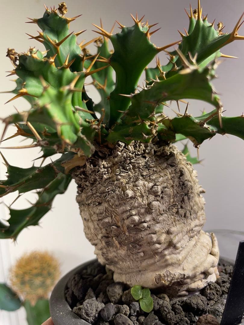 ユーフォルビア　クラビゲラ　現地球　美株　発根済み