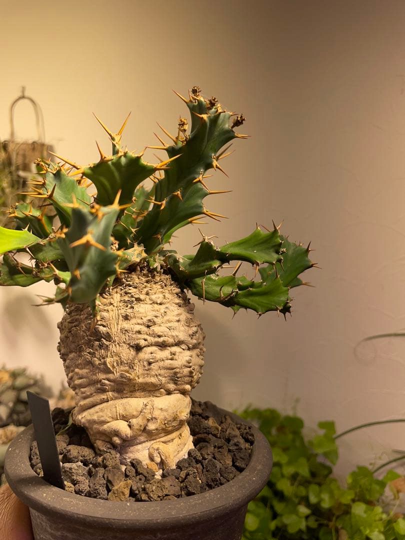 ユーフォルビア　クラビゲラ　現地球　美株　発根済み