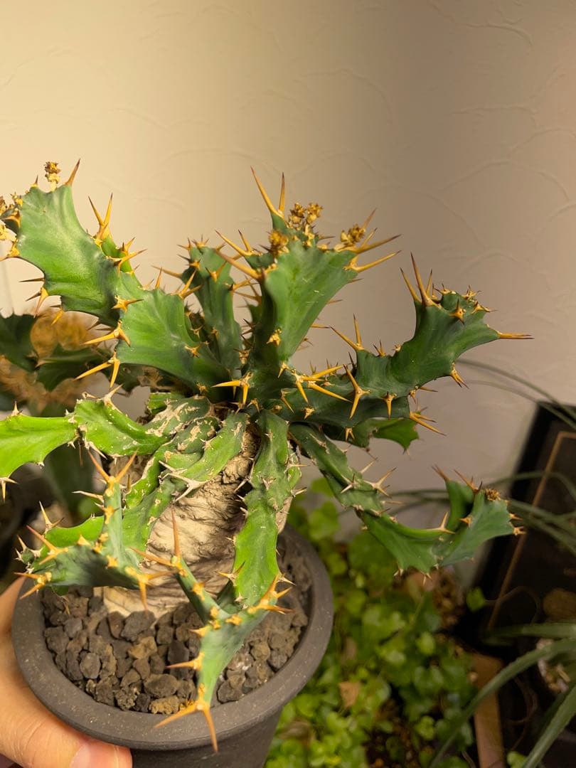 ユーフォルビア　クラビゲラ　現地球　美株　発根済み