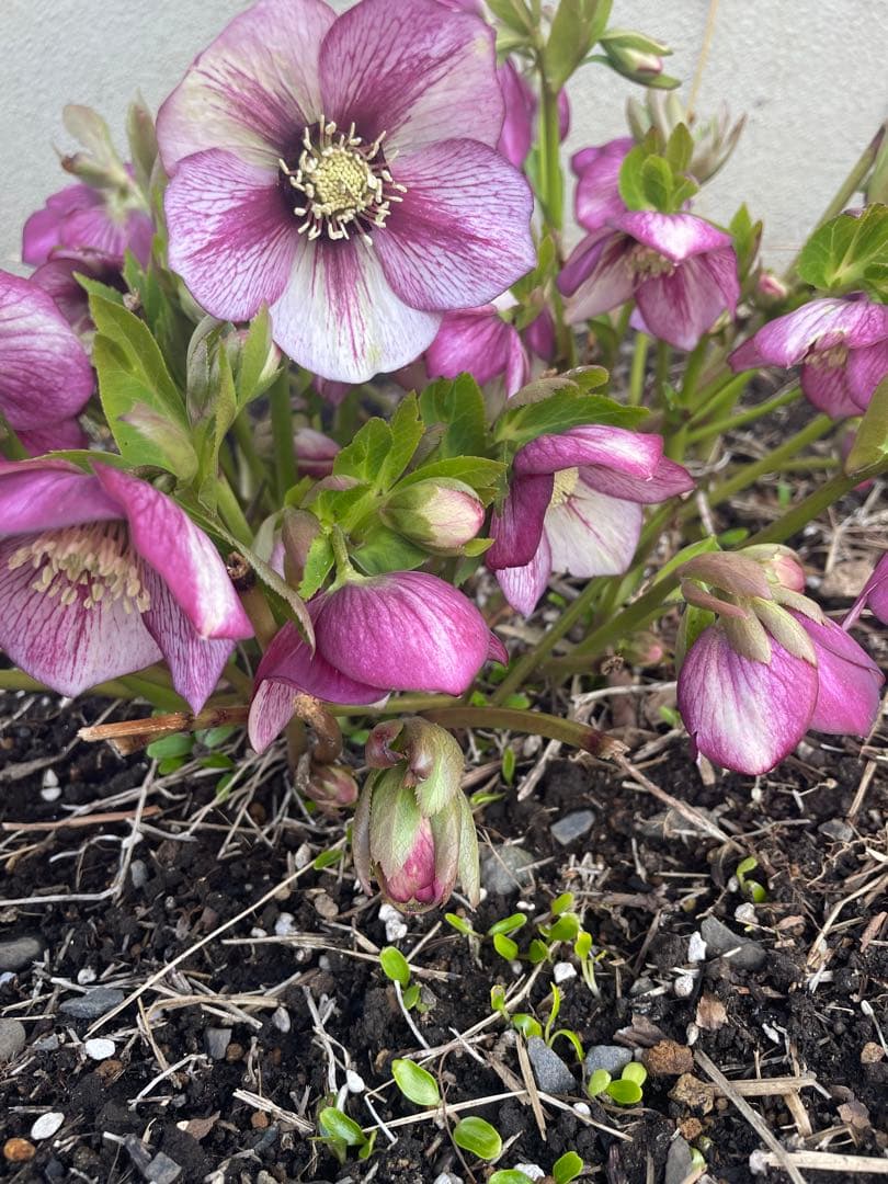 クリスマスローズ　シングル　紫　絞り　超大株　 大苗　株分け