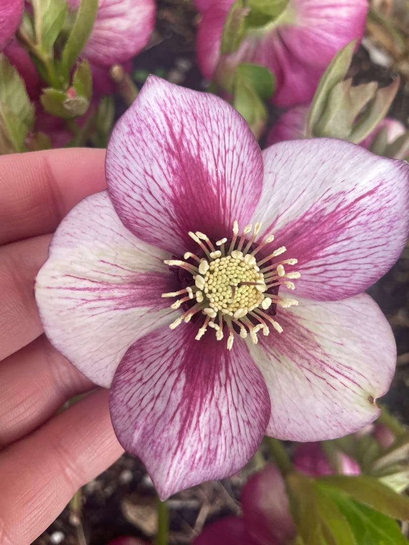 クリスマスローズ　シングル　紫　絞り　超大株　 大苗　株分け