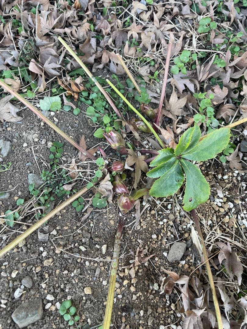 クリスマスローズ　シングル　紫　絞り　超大株　 大苗　株分け