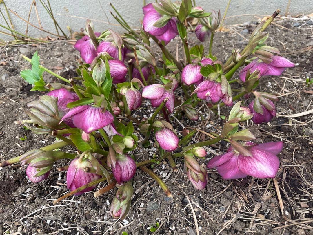 クリスマスローズ　シングル　紫　絞り　超大株　 大苗　株分け