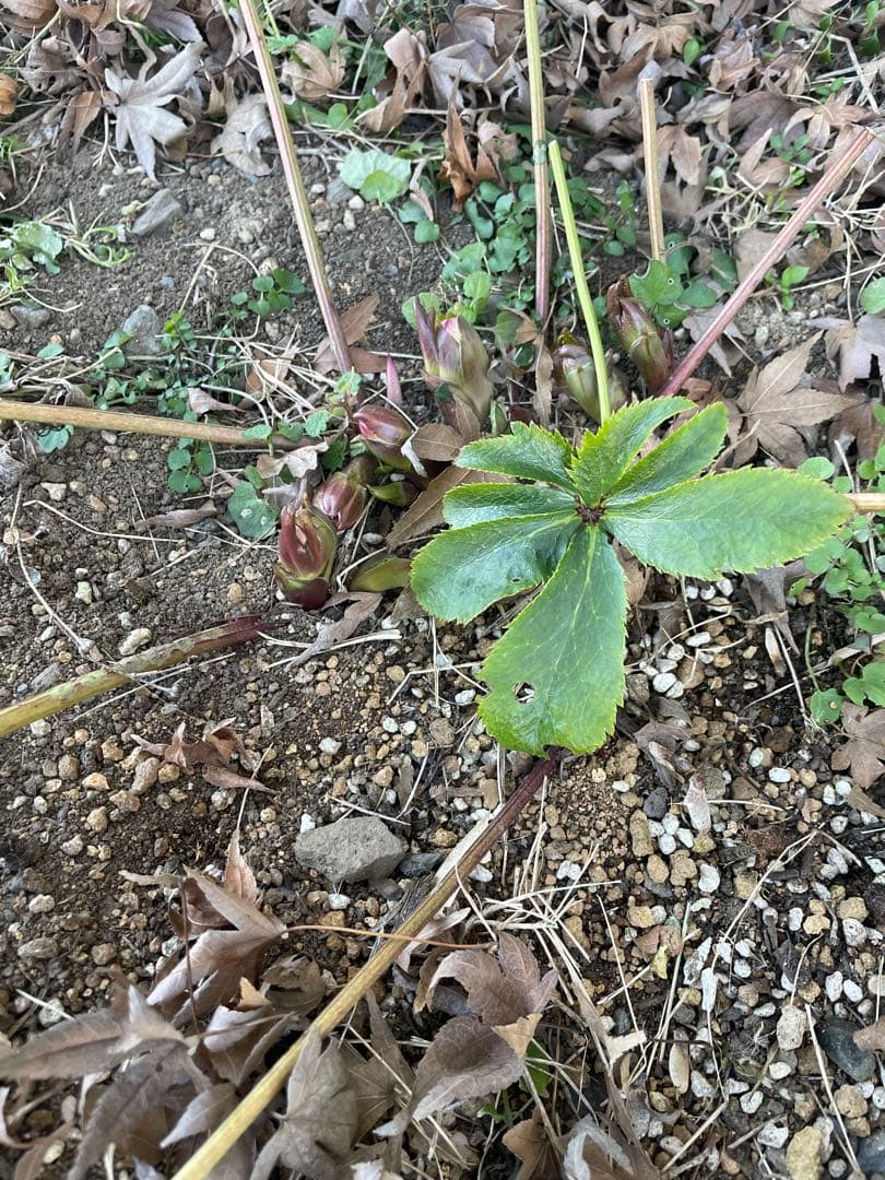 クリスマスローズ　シングル　紫　絞り　超大株　 大苗　株分け