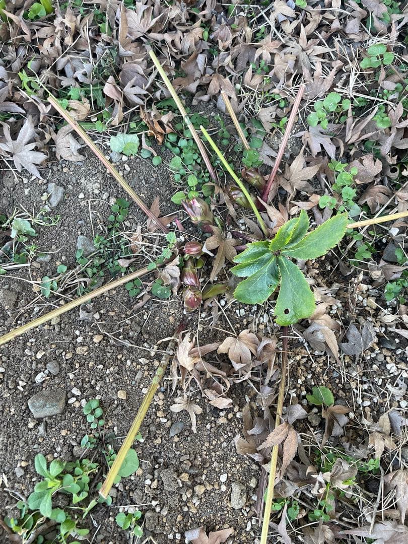 クリスマスローズ　シングル　紫　絞り　超大株　 大苗　株分け