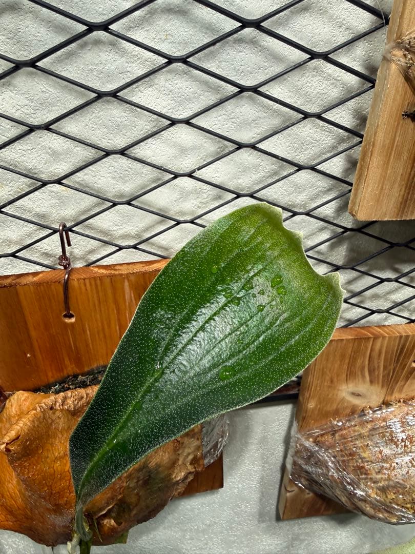 P.HILLII “STORM” 中株 美株