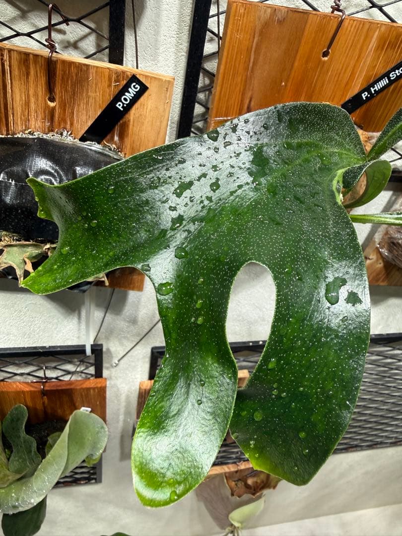 P.HILLII “STORM” 中株 美株