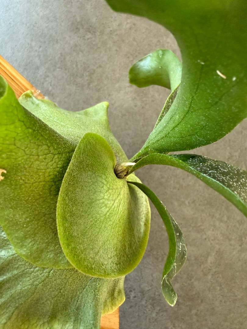 P.HILLII “STORM” 中株 美株